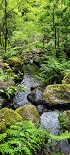 Plants: image 39 Of 208 Thumb